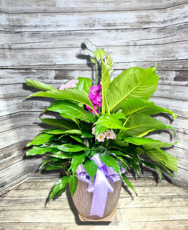 Large Peace Lily Floor Plant