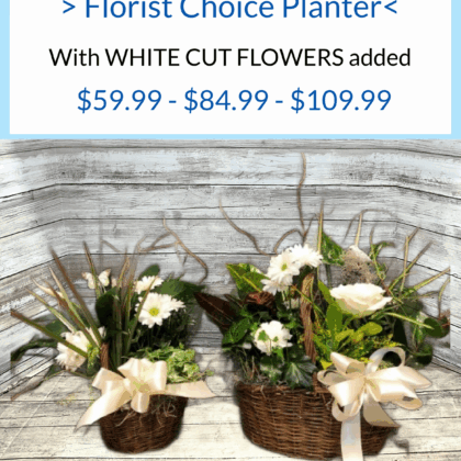 Steen’s White Florist Choice Planter