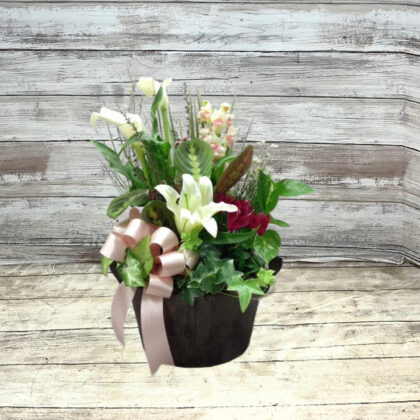 Veronica’s Plant Garden With Cut Flowers