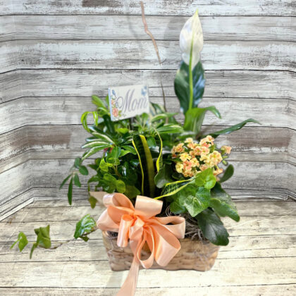 Blooming Kalanchoe Dish Garden